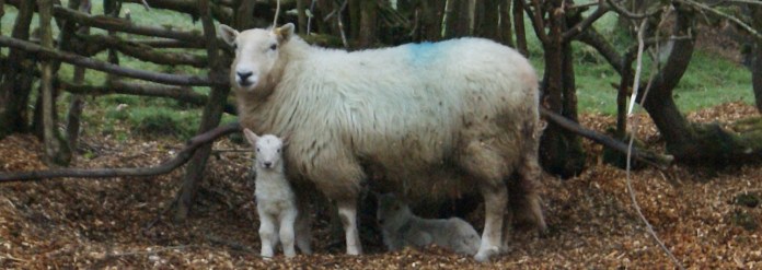 Number Nineteen earlier today with her lambs born a few hours earlier. 