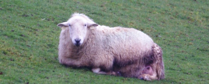 Disgruntled of Mid-Wales -- Horizontal ears -- Aby is not one to hide her emotions