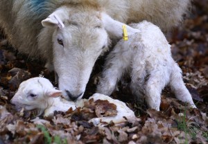 Cleaning Second Lamb