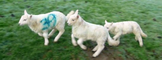 Lambs2014 009gambolling