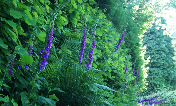 Foxgloves