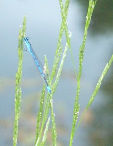 Common Blue Damselfly (probably).