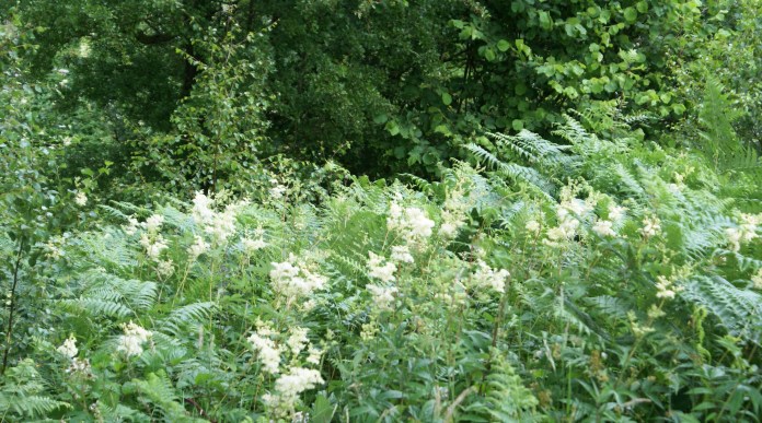 Imagine the vanilla perfume, the hum of bees and the tintinnabulatiion of the stream