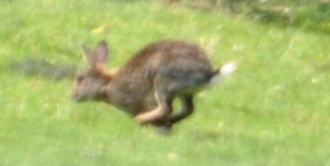 Couldn't resist a little furry creature!