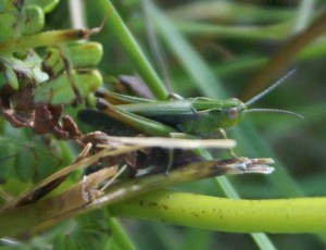 Can you see the Meadow Grasshopper?