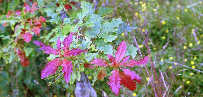 Red leaves on the new growth