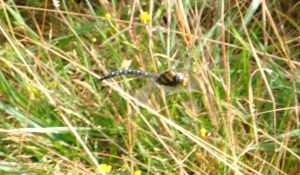 Common Hawker Dragonfly defending his new territory.