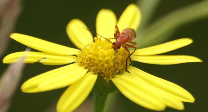 Bloodsucker on Ragwort