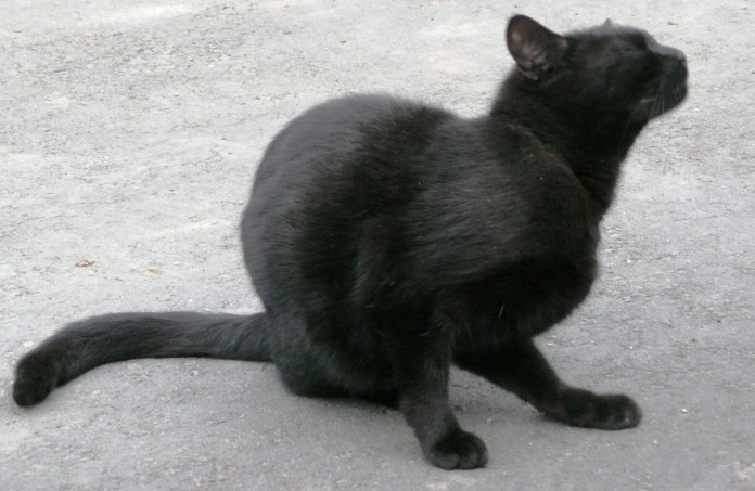 May Lambs and cats 014 Black cat