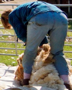 Sheep's view of Supreme Being.