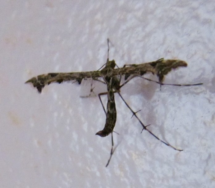 Plume moth