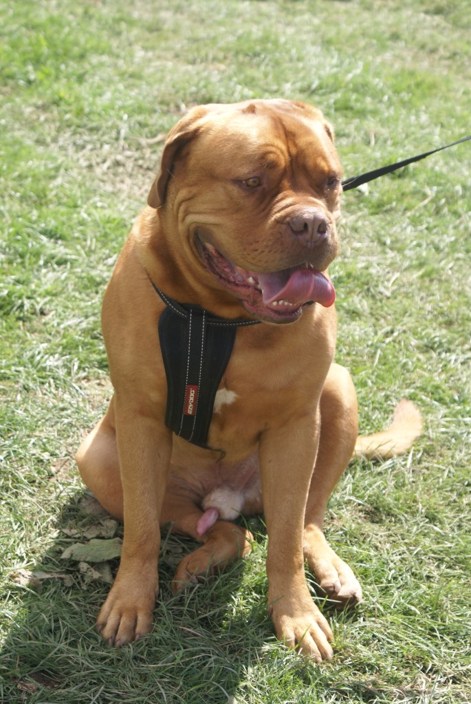 Watching the totty in the dog show