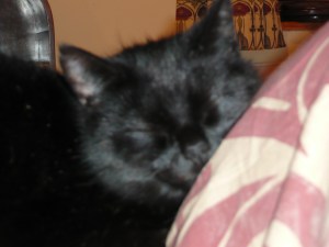 Cat dealing with bright light