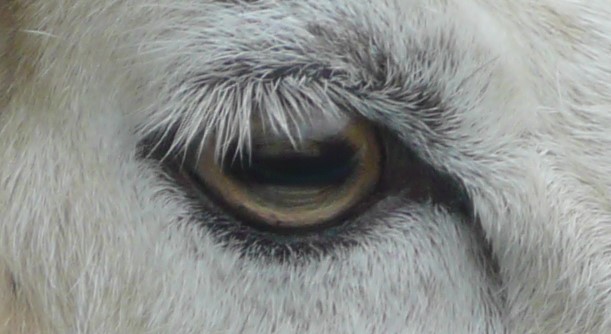 Horizontal rectangular pupil and fetching eyeshade of pale lashes