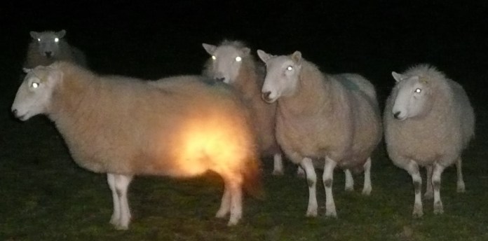 Eyeshine in Welsh Mountain Sheep