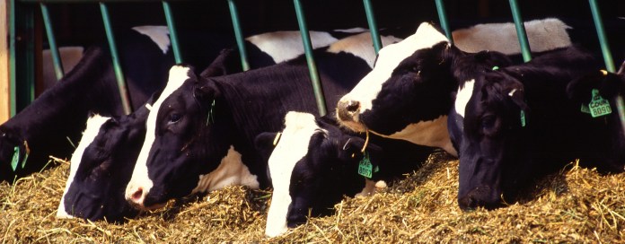 "Holstein dairy cows" by Original uploader was Ellmist at en.wikipedia 