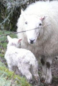 Worried ewe -- over 2 hours and the lamb has not fed