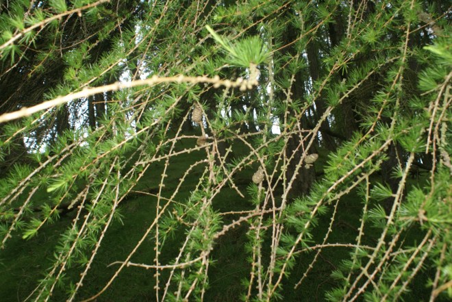 Larch vale