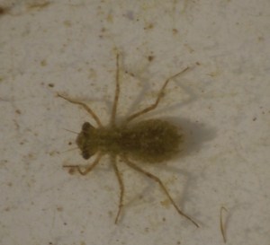 Fat bottomed nymph -- maybe an early Chaser (Libelullia depressa) or a Darter (Sympetrum spp.)