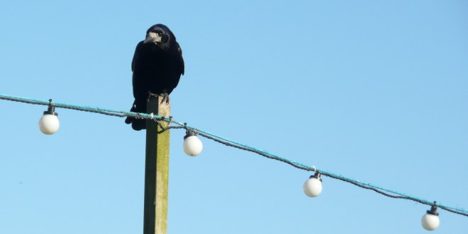 Mastermind and Lookout