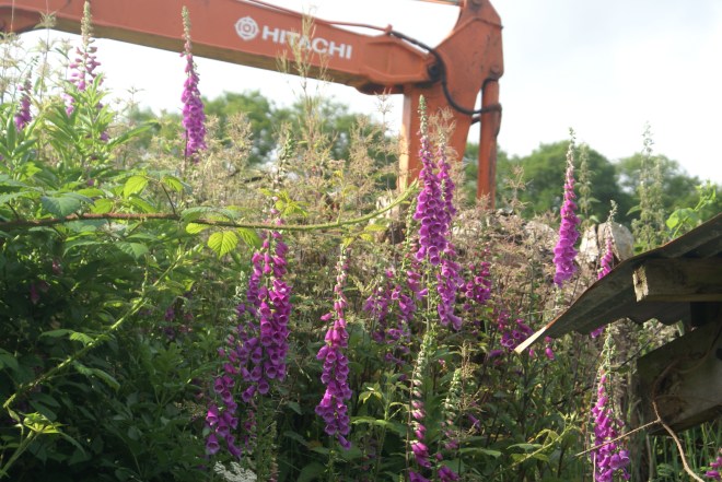 Digger rests, engulfed in Summer