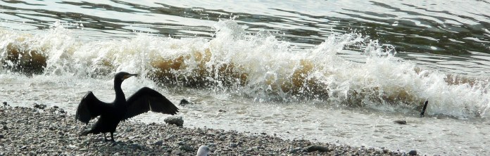 Phoenix rising in Battersea