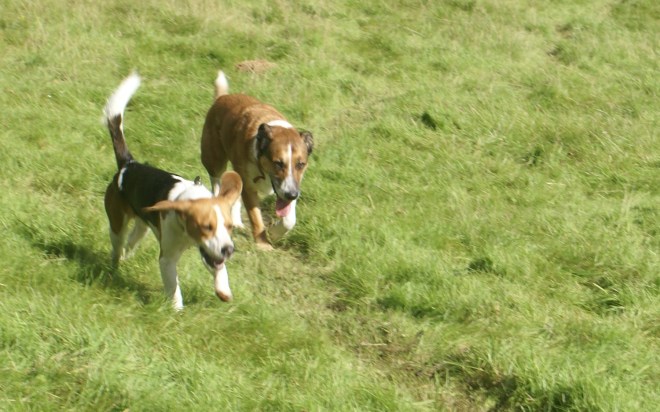 This is a run --can you smell a fox -- when we find a good bit we'll roll in it.