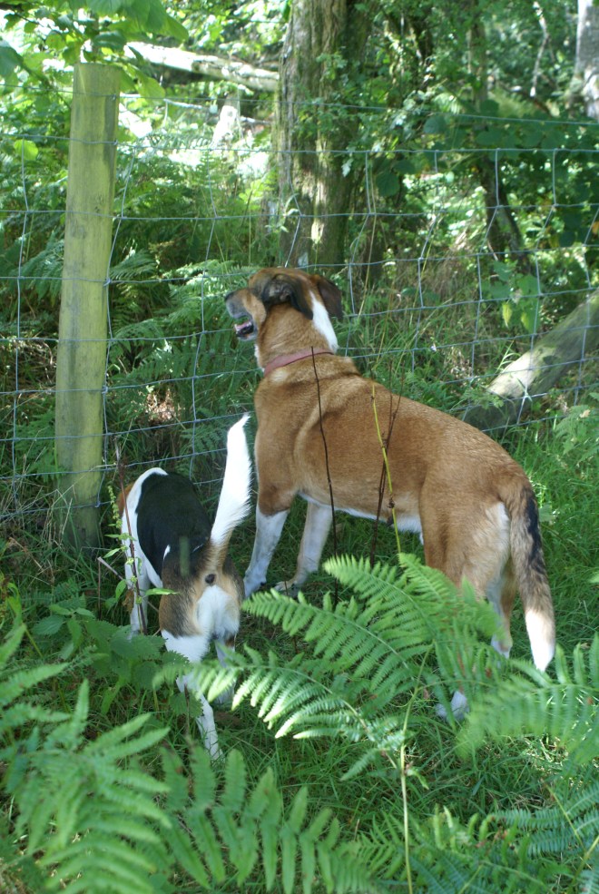 Thi is where the badgers have burrowed under the fence -- can you smell them??