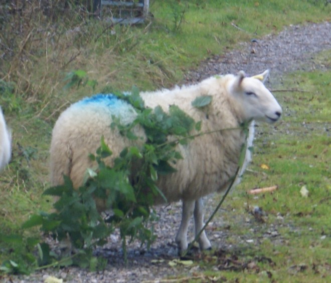 Sometimes they escape