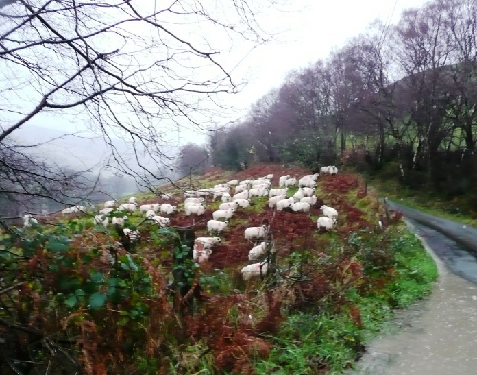 Disgruntled sheep often with almost horizontal ears!