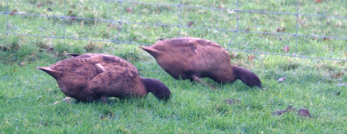 Puddle Ducks at work