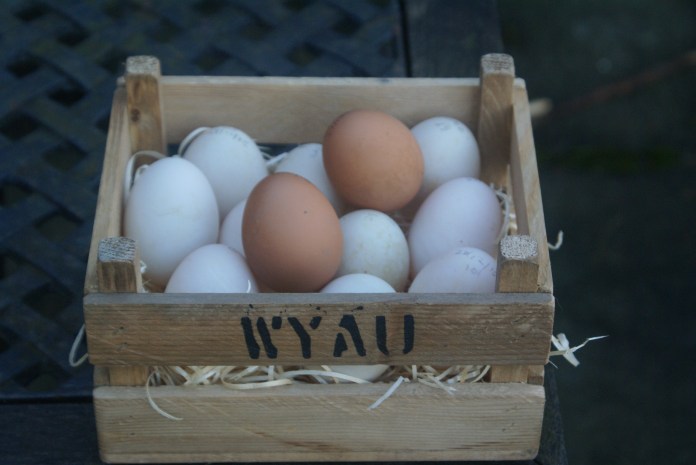 Welsh Eggs