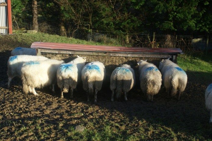 Casually hoofed mud -- quite different