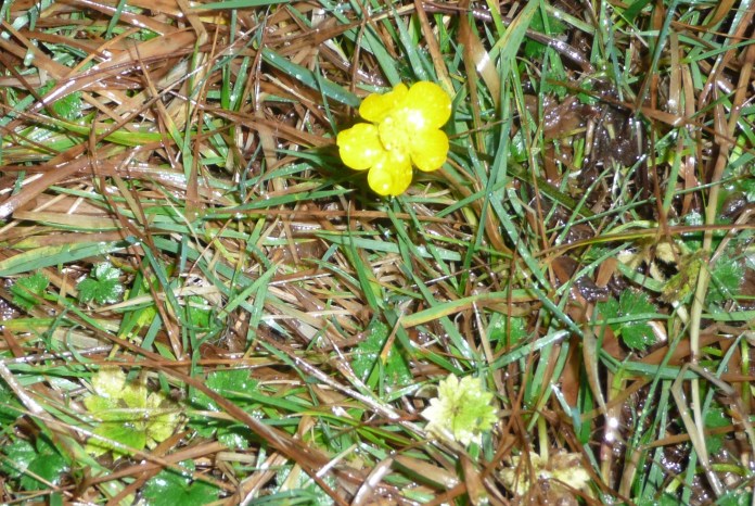 P1060739 Xmas buttercup