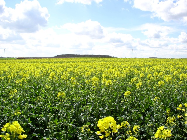 oil seed rape field